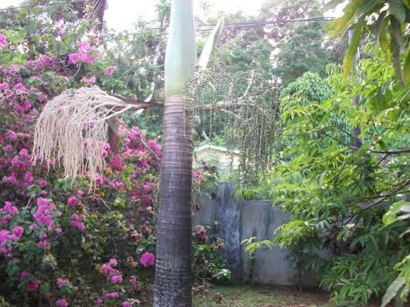 Marl Self Catering Villa Pointe La Rue Exterior foto